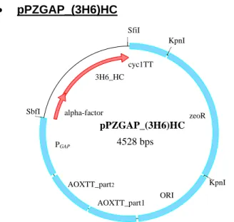 Fig. 6: Vector map of the vector pPZGAP_(3H6)HC (constructed by K. Benakovitsch) 