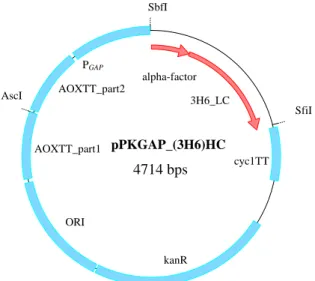 Fig. 8: Vector map of the HC- vector pPKGAP_(3H6)HC (constructed by K. Benakovitsch) 