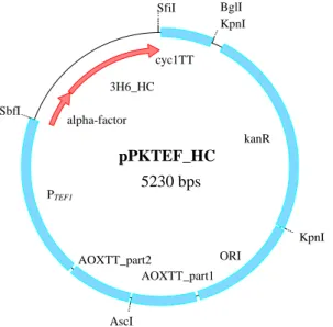 Fig. 7: Vector map of the HC- vector pPKTEF_(3H6)HC (constructed by K. Benakovitsch) 