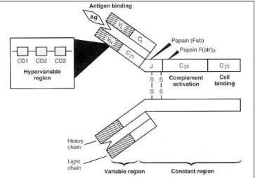 Figure 1: Schematic structure of an antibody (taken from: Samuel Baron: “Medical Microbiology” 1996 Fourth  Edition) 