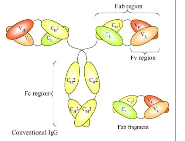 Figure 2: Schematic structure of an IgG full length antibody and a Fab fragment (taken from Joosten et al