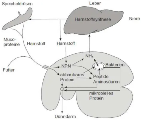 Abbildung 2: Ruminohepatischer Kreislauf nach E NGELHARDT  &amp; B REVES  (2005) 