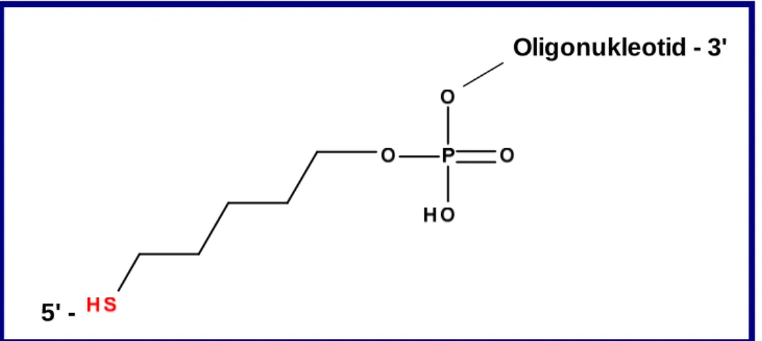 Abbildung  13.  Mit  Hilfe  von  Phosphoramtitin  5'Thiol-modifiziertes  Oligonukelotid