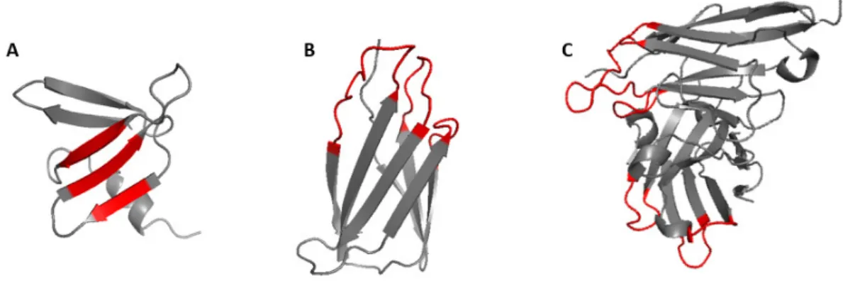 Figure 4.1: Exemplary scaffold structures of expressed proteins. Interacting beta strands of (A) rcSso7d (K-Ras specific mutant shown, PDB download: 5UFQ [19]) and loops of the (B) FN3 (wild-type FN3 shown, PDB download: 1TTG [40]) & the (C) scFv scaff