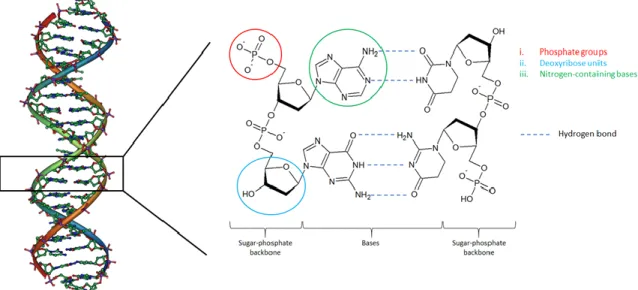 Figure 7 DNA chemical structure 