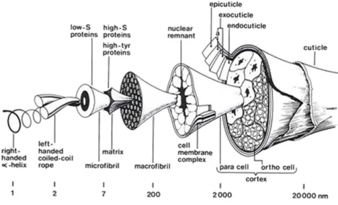 Figure 9 micro and macroscopic structure of wool 