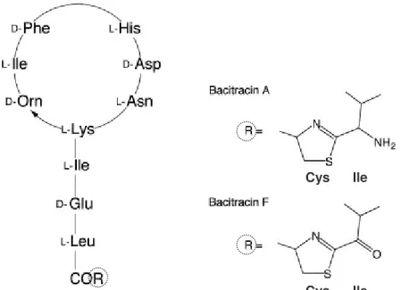 Figure 1-1. Structures of bacitracin A and F (adapted from Oka et al., 1998) 