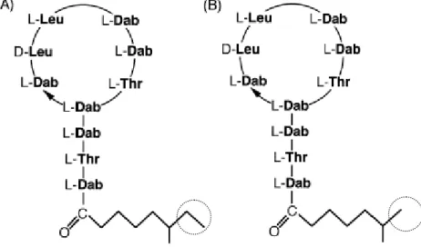 Figure 1-2. Structures of (A) Colistin A and (B) Colistin B (adapted from Oka et al., 1998) 