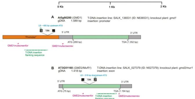 Figure 45: Genomic DNA sequence of A. thaliana GMD1 (At5g66280) and GMD2/Mur1 (At3g51160) for which T‐