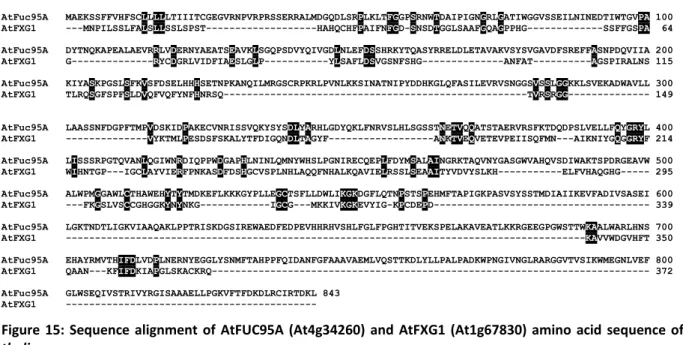 Figure  15:  Sequence  alignment  of  AtFUC95A  (At4g34260)  and  AtFXG1  (At1g67830)  amino  acid  sequence  of  A. 