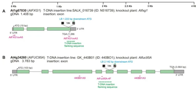 Figure 17: Genomic DNA sequence of A. thaliana AtFXG1 (At1g67830) and AtFUC95A (At4g34260).  