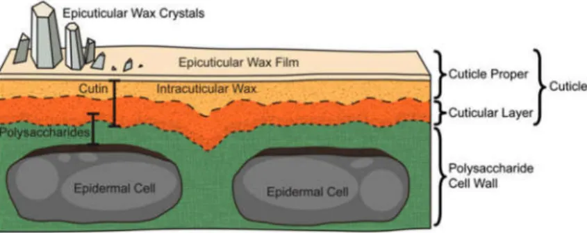Figure 1. Plant  cuticle  structure.  Schematic  diagram  depicting  the  structural  features of the cuticle and underlying epidermal cell layer (not drawn to scale)