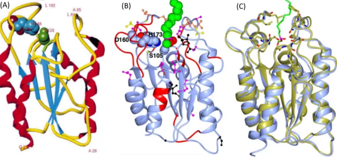 Figure 3. Ribbon representation of FsC and HiC. (A) ribbon representation of FsC. α-Helices (red), βstrands (blue) and coils  (yellow) are shown