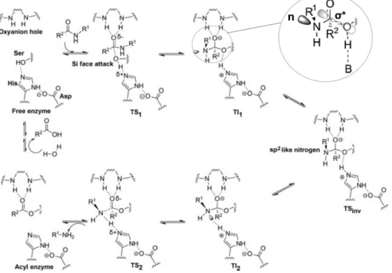 Figure  4. The  acylation  step  of  amide  bond  hydrolysis  catalyzed  by  a  serine  hydrolase