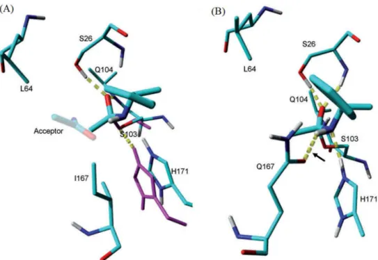 Table 1. Substrate specificities of wild type HiC and engineered variants for amide  and ester (Syrén., 2012)