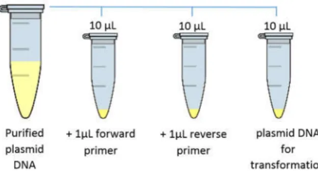 Figure 9. Schematic depiction  of plasmid DNA preparation  for  sequencing  and  a  subsequent  transformation  after  positive  confirmation  of  the  correct  ligation  product  containing pET-26b(+) and insert DNA