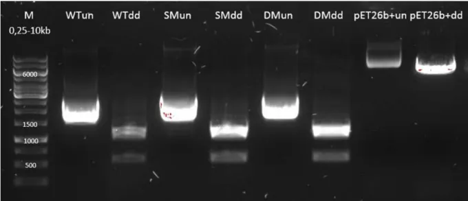 Figure 11. Agarose gel of undigested and double digested HiC genes and pET-26b(+) vector (restriction enzyme: XhoI and  NcoI)