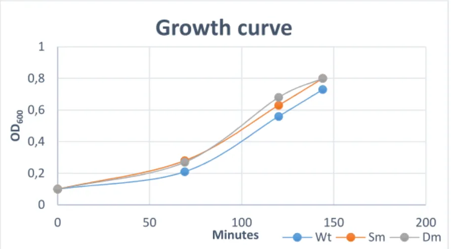 Figure 12. Growth curve of main culture starting from the inoculation of overnight  preculture at OD 600  of 0.1 reaching the OD 600  of ±0.8 ready for IPTG induction at  20°C