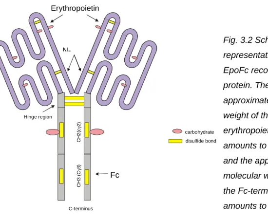 Fig. 3.2 Schematic  representation of the  EpoFc recombinant  protein. The 