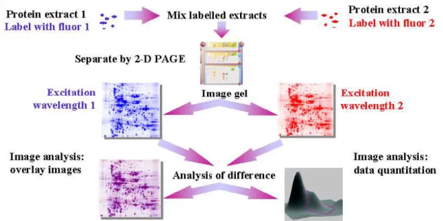 Fig.  4.2  [56]  Schematic  structure  of  the  Ettan  DIGE  method,  starting  with  the  extraction of the proteins, their labelling and the two dimensional separation