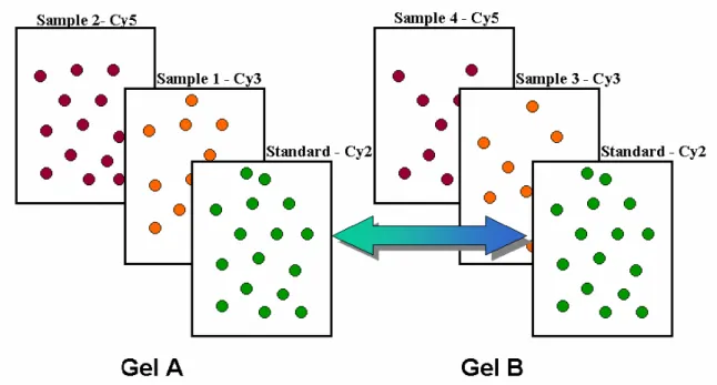 Fig. 4.3 [56] Principle of gel matching by internal standard. 