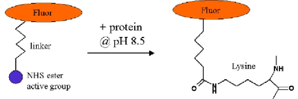 Fig. 4.4 [56] Binding of CyDye fluorochromes to the lysine residue of a protein with  the NHS ester active group
