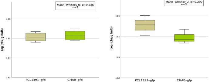 Figure 2: Root colonization ability of P. chlororaphis PCL1391-gfp and P. protegens CHA0-gfp, assessed as cfu per g bulb  fourteen days after inoculation of the soil with 1x10 7  cfu/g (first repetition left and second repetition right)