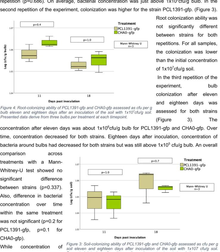 Figure 4: Root-colonizing ability of PCL1391-gfp and CHA0-gfp assessed as cfu per g  bulb  eleven  and  eighteen  days  after  an  inoculation  of  the  soil  with  1x10 7 cfu/g  soil