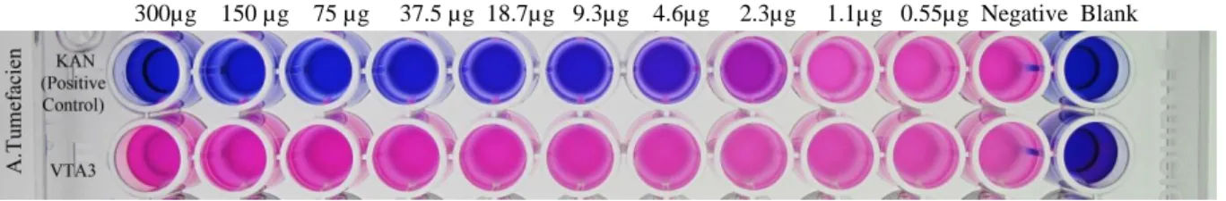 Figure 27 A. tumefaciens after 24 hours incubation. 