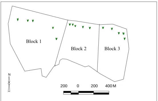 Figure 2  Sketch map of Jufi E. camaldulensis Plantation with soil pit locations. 