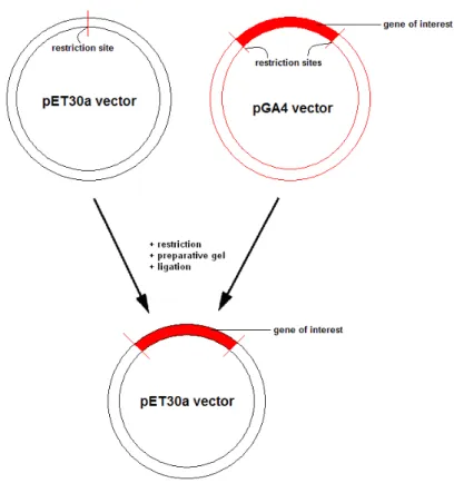 Figure 3-1: Subcloning of gene of interest from pGA4 to pET30a vectors