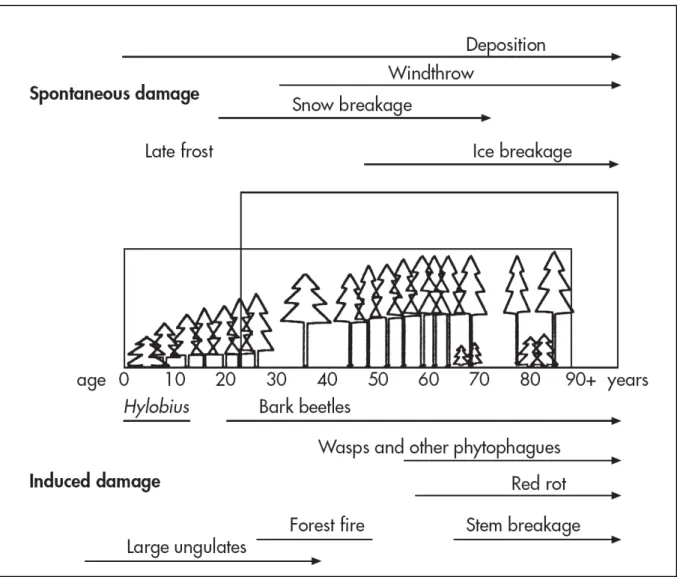 Abbildung 9: Darstellung der potenziellen Gefahren innerhalb der Lebensspanne eines Fich- Fich-tenbestandes (Quelle: OTTO 1994)