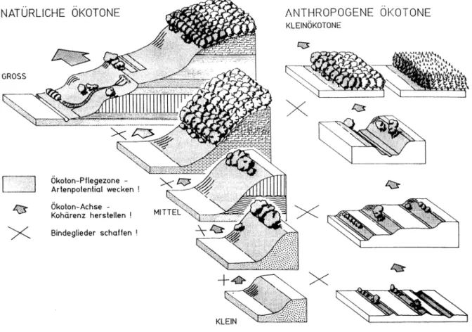 Abbildung 4: Stellung und Lage natürlicher Ökotone