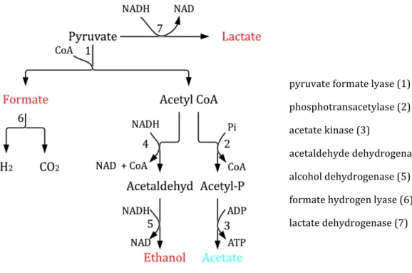 Figure   3   Overflow   metabolism   and   mixed   acid   fermentation   compare   with   Kessler   and   Knappe    (1996)   