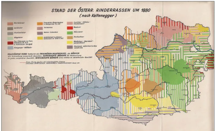 Abbildung 1: Stand der österreichischen Rinderrassen um 1880 (Quelle: M ÜLLER  1958) 