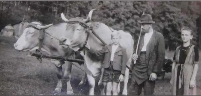 Abbildung 2: Das Murbodner Rind war Ende des 19. Jahrhunderts aufgrund seiner hervorragenden  Zugleistung besonders geschätzt (Quelle: M URBODNER  2011) 