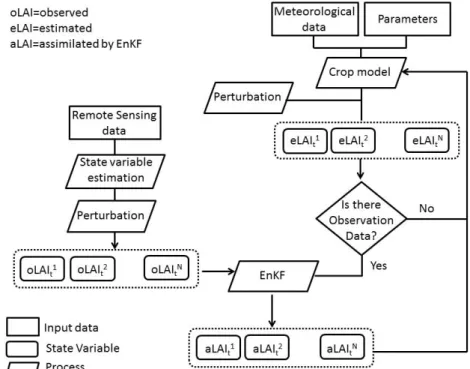 Figure 11. Assimilation of LAI in a crop model using EnKF (adapted from Ma et. al., 2013a)