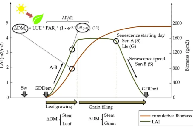 Figure 18.  Representation of LAI and cumulative dry biomass along the crop season for GRAMI (G)  and SAFY (S) models