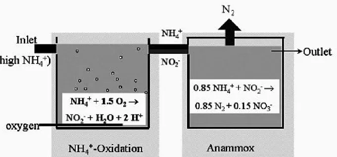 Fig. 1. Schematic overview of the two reactor setup for nitritation and subsequent anaerobic  ammonium oxidation (anammox)