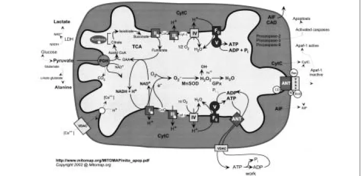 Abbildung 1: Mechanismus der Atmungskette