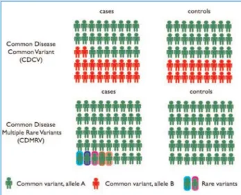 Figure 1. Genetic architecture of common diseases. Two  extreme models describe the contribution of genetic factors to common diseases