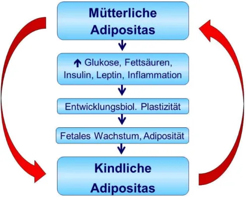 Abbildung 3: Mütterliche Adipositas führt zu erhöhtem plazentarem Transfer von Glukose und Fettsäu- Fettsäu-ren sowie einer vermehrten fetalen Exposition gegenüber Leptin und pro-inflammatorischen  Mediato-ren