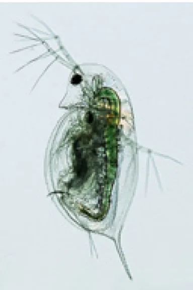 Fig. 1: Daphnia galeata is found in  many eutrophic surface waters – not  only in Europe but also in Asia and  North America.