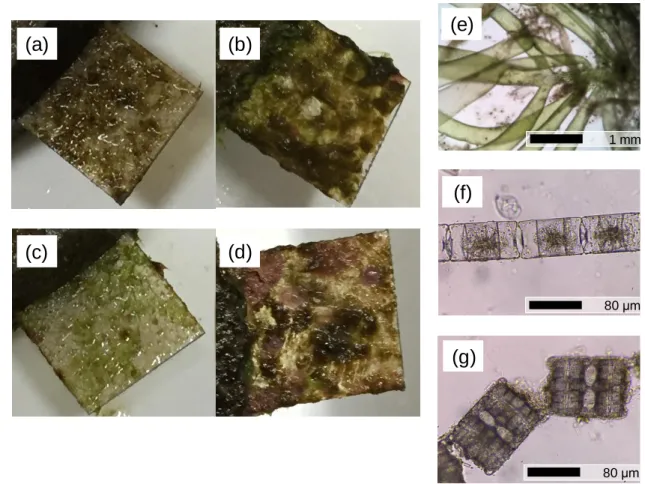 Figure 2. Panels retrieved from high CO 2  (a and b on day 44 and 72) and reference  sites (c and d on day 44 and 72)