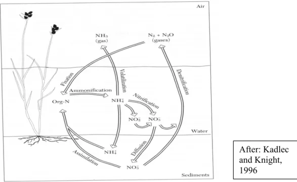 Figure 1.3.  Nitrogen Transformation in a Wetland System