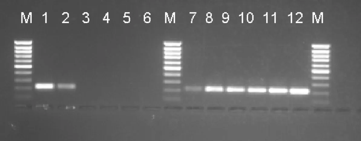 Figure A1.1: Agarose gel electrophoresis of pig mitochondrial DNA from a suspected  pollution incident