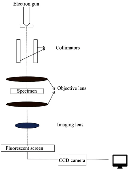 Figure  4  Diagram  representing  a  simplified  structure  of  the  transmission  electron  microscope TEM(165)