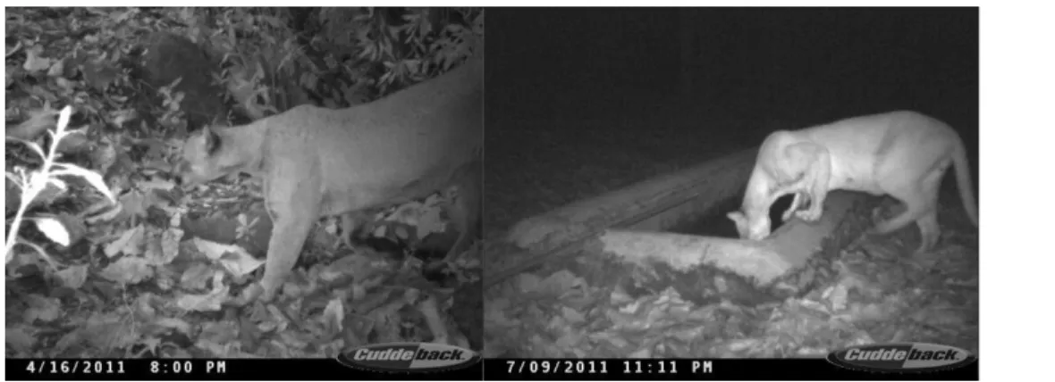 Figure 4. Camera trap evidence of puma in La Primavera (taken during 2011) 