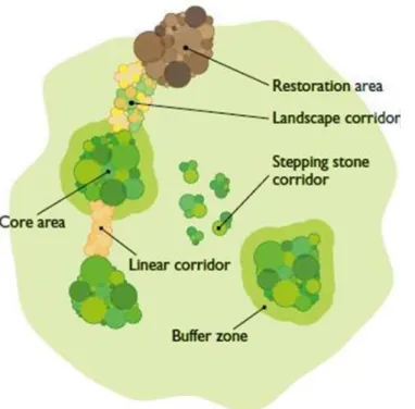Figure 5. Connectivity: reversing the trend with cores, corridors and carnivores  (Source: http://www.tverc.org/cms/content/ecological-network)
