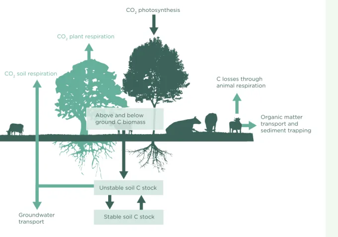 Figure 6: Key carbon cycling dynamics in terrestrial ecosystems